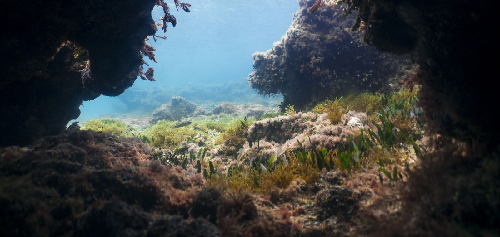 Fondo marino con vegetación